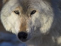 Arctic Wolf 053